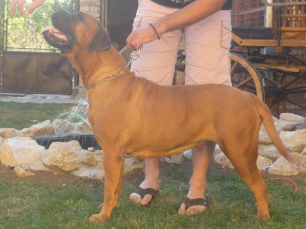 Arminia | Bullmastiff 