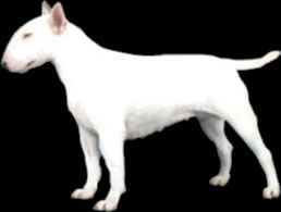 Saltair Banbury's Shedtears Zara Padraic | Bull Terrier 