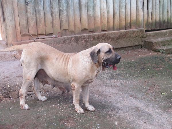 Alana Gigantes do Apora | Fila Brasileiro 