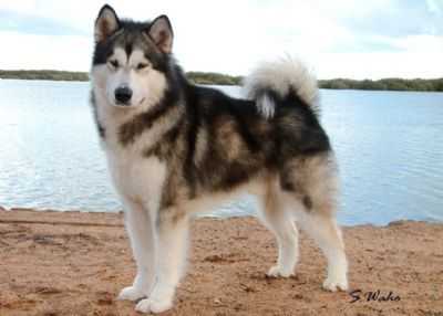 Kokani Better By Design | Alaskan Malamute 