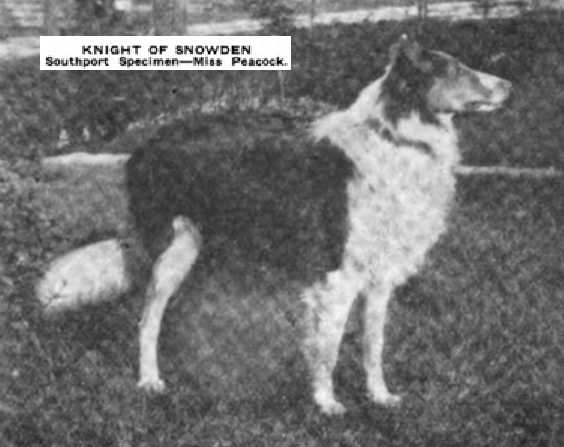 Knight of Snowden 166708 | Rough Collie 
