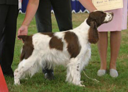 Mompesson True Story | English Springer Spaniel 