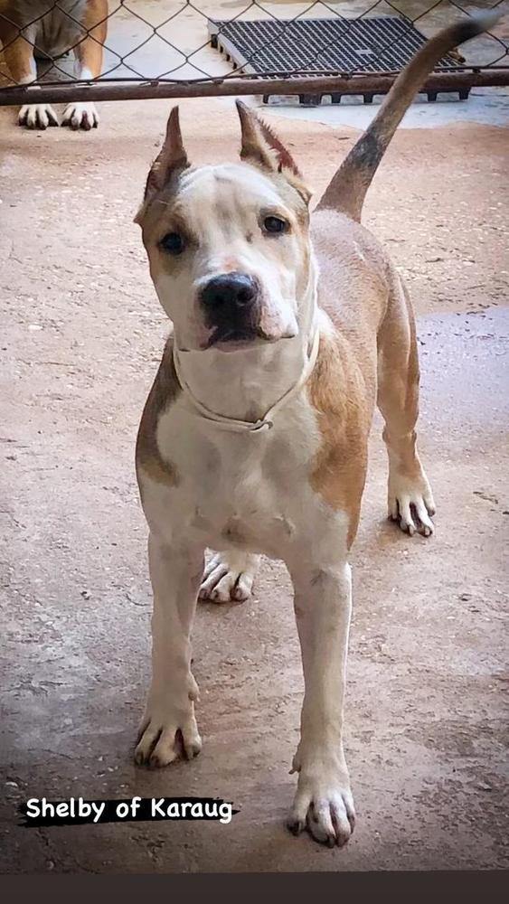 SHELBY OF KARAUG | American Staffordshire Terrier 