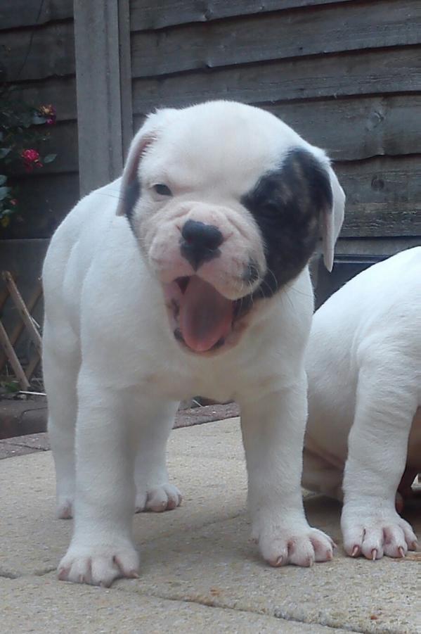 Ward's Bullies Bandit 2 | American Bulldog 