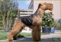 Vito of The New Husken | Welsh Terrier 