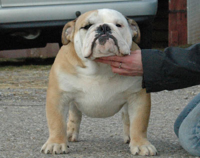 GOODMANN VON DER ALTEN VESLE | Olde English Bulldogge 