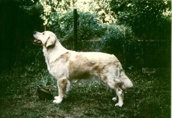 Amy von der Räuberburg | Golden Retriever 