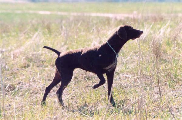 Tackie du Mas de l'Arbre | German Shorthaired Pointer 