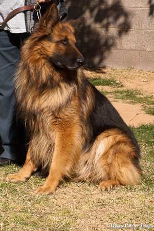 Prince Hans Von KD' Bar | German Shepherd Dog 