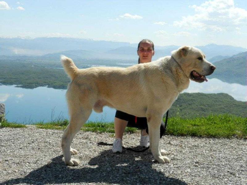 Enish HARIF | Central Asian Shepherd Dog 