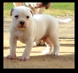 Isaiah De Gonzalez El Capitan | Olde English Bulldogge 