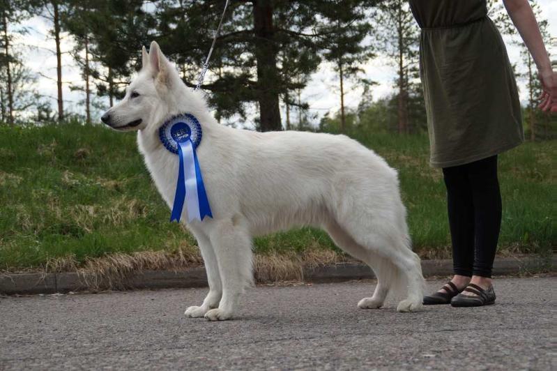 Disadonna Sir Abracadabra | White Swiss Shepherd Dog 