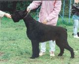 Fedor v Schwarzen Scorpion | Giant Schnauzer  Fedor v Schwarzen Scorpion | Giant Schnauzer