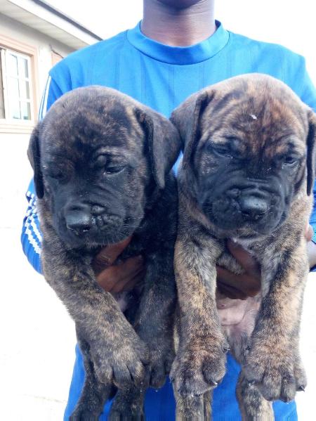 Dragon Haus Of Reagan | African Boerboel 