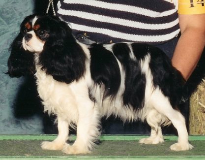 Sheeba Coconut | Cavalier King Charles Spaniel 