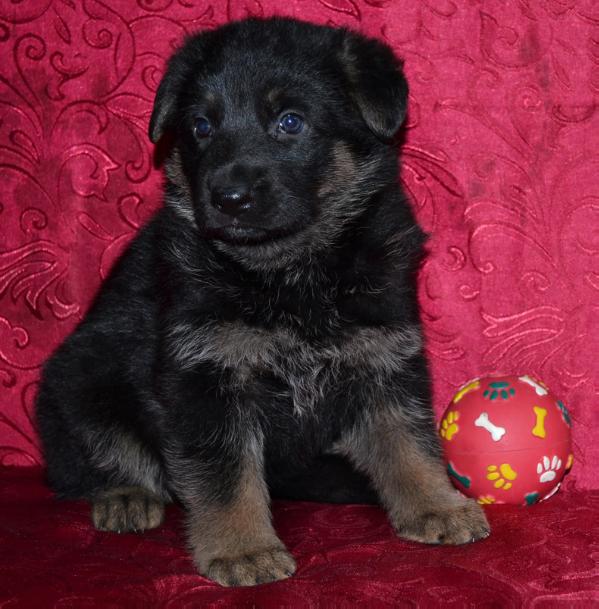 Valenta Arbeit's Aristokraten | German Shepherd Dog 