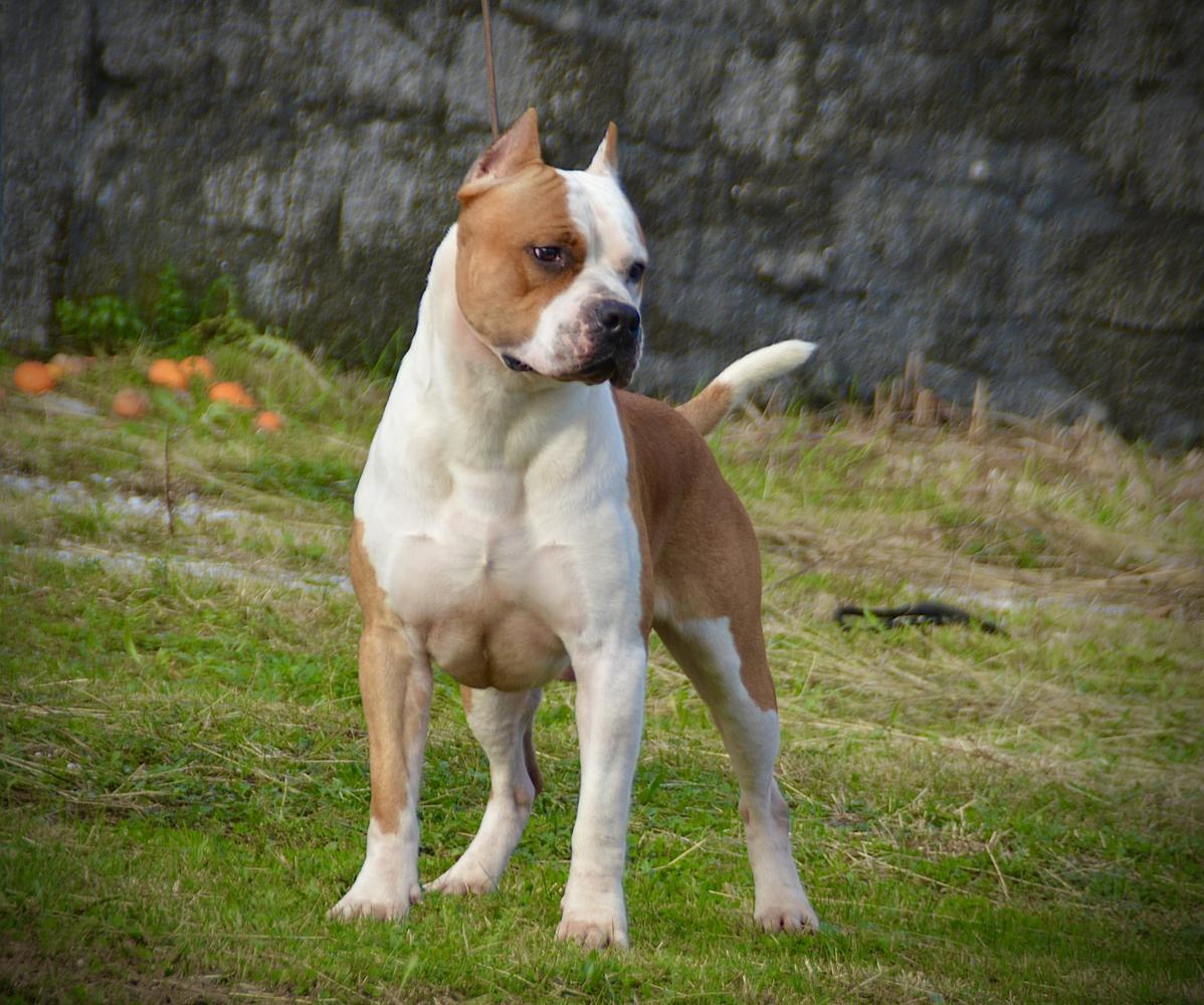 Zen della Montagna Nera | American Staffordshire Terrier 