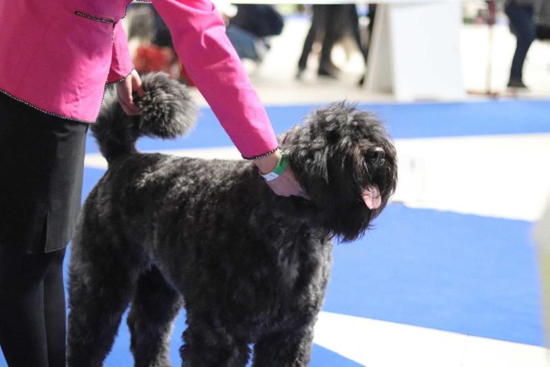 MIMI-BOUVI-BUZI DU CLOS DE LA LUETTE | Bouvier des Flandres 