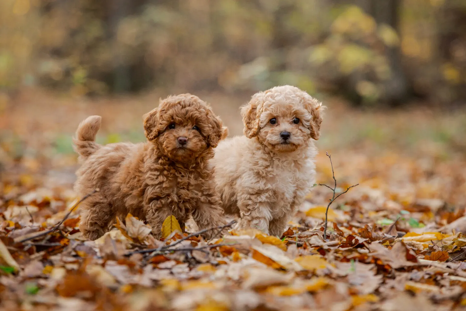 Poodle (Miniature)