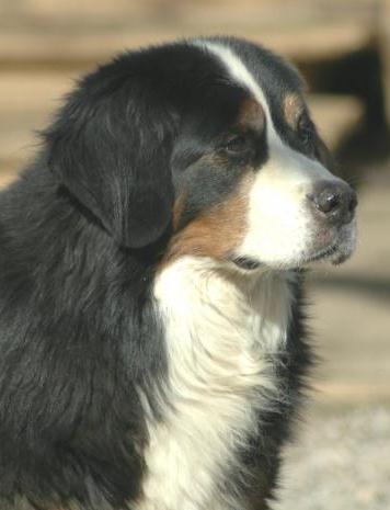 Eversleigh  Etched In Stone | Bernese Mountain Dog 