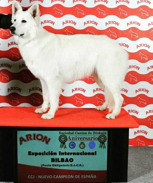 Aragostina of Chocolate Ice | White Swiss Shepherd Dog 