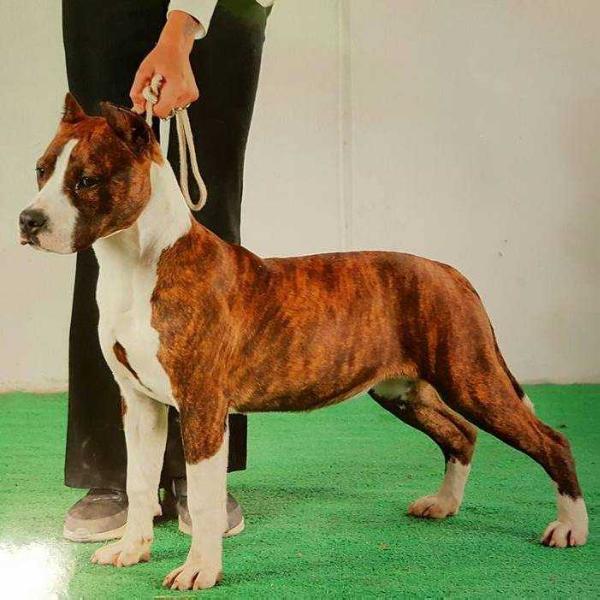 Dea Olympus Rea | American Staffordshire Terrier  Dea Olympus Rea | American Staffordshire Terrier