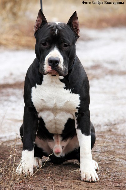Paris Kernel My Love | American Staffordshire Terrier 