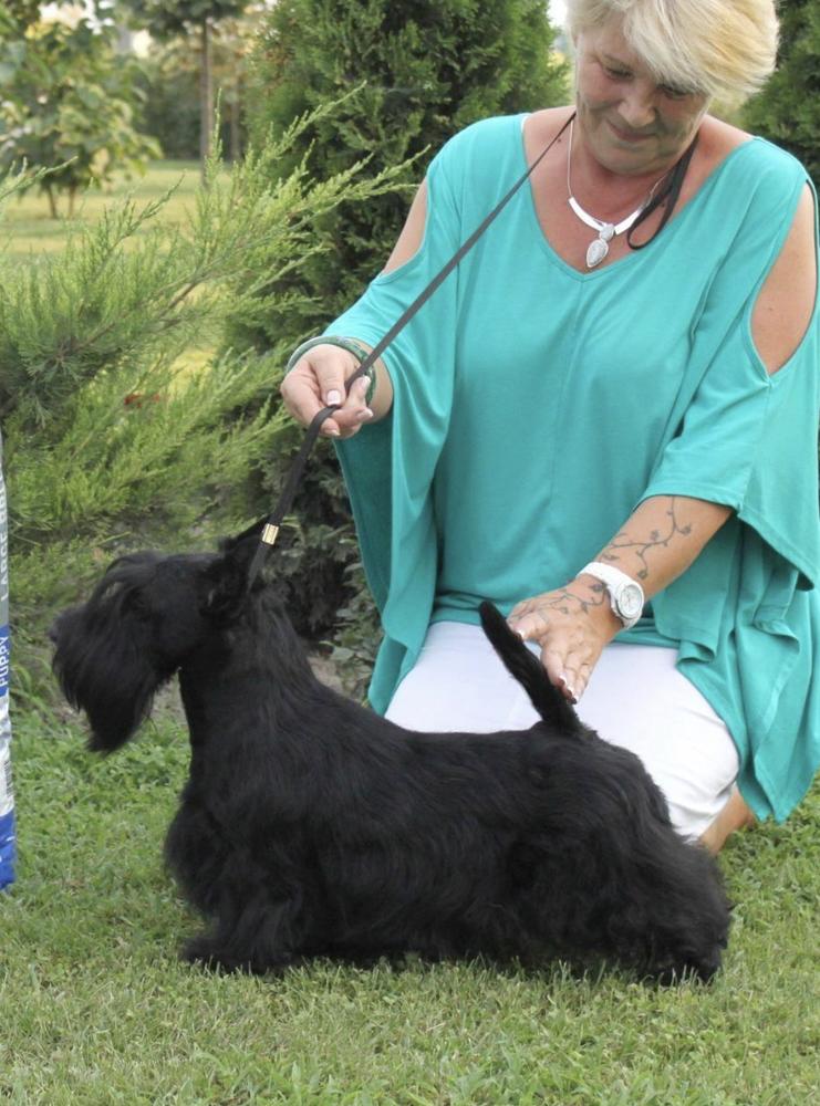 New McMonique Premier Performance | Scottish Terrier 