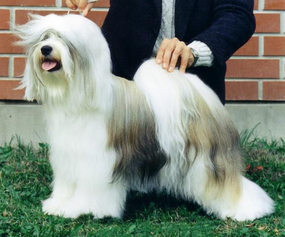 FABULOUS TEDDY'S AMAZING WILLY | Tibetan Terrier 