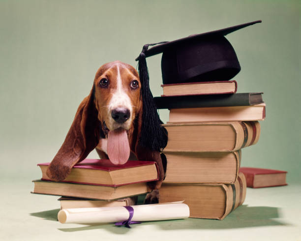 Basset Hound