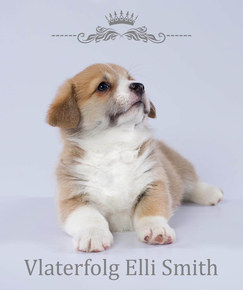 VLATERFOLG ELLI SMITH | Pembroke Welsh Corgi 