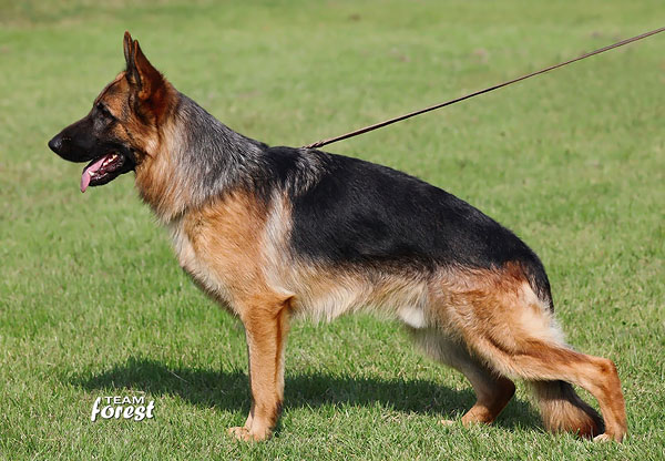 U-Lucky vom Haus Hong | German Shepherd Dog 