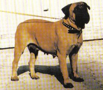 Colom Woopsie | Bullmastiff 