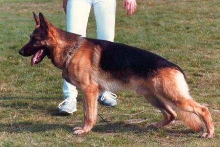 Alk vom Wiesenborn | German Shepherd Dog 