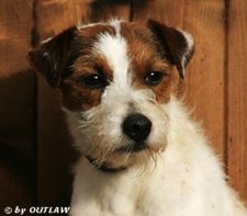 Foxwarren Corker | Jack Russell Terrier 