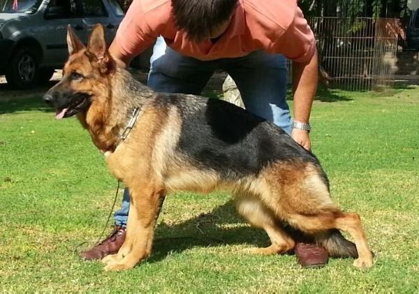 Niza von der cole | German Shepherd Dog 