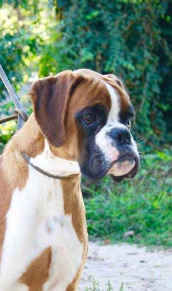 Rewind di casa de lellis | Boxer 