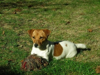 Olivia della Repubblica Pisana | Jack Russell Terrier 