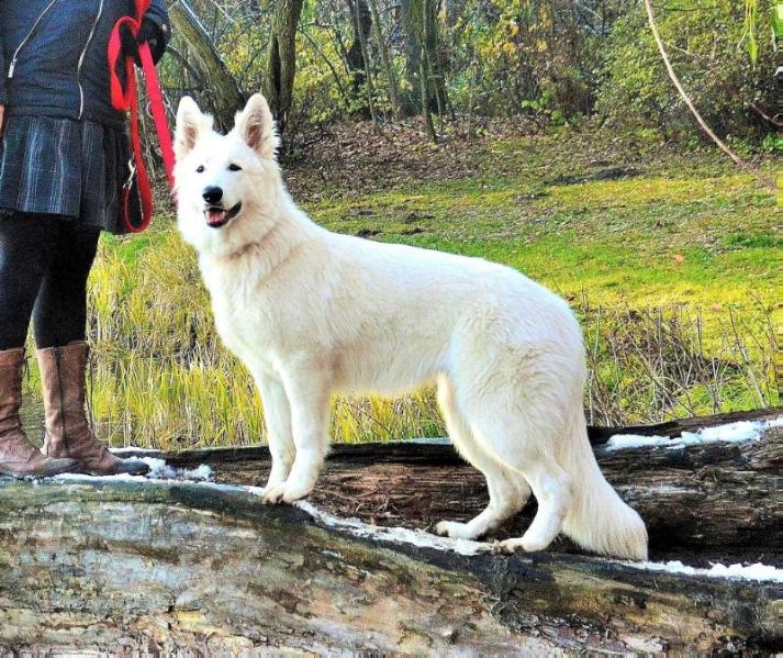 JAZZ of Snow White Pack | White Swiss Shepherd Dog 