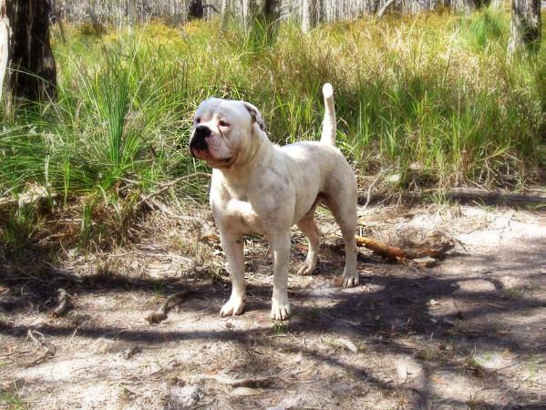 Gray's Bone Kraken | American Bulldog 