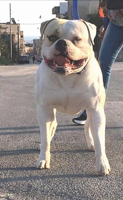 Eremo's Charlie | American Bulldog 
