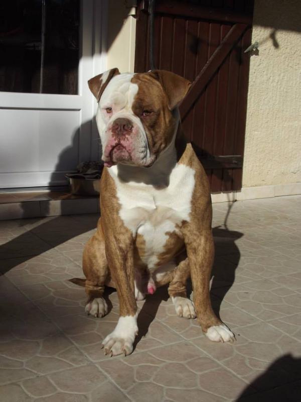 Ghostbulldog Hellboy | American Bulldog 