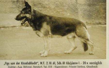 Fips von der Kisselschlucht | German Shepherd Dog 