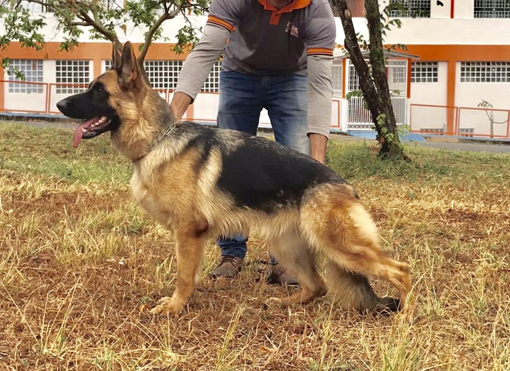 Haya do Assyrius | German Shepherd Dog 