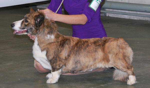 Vogie Tail Bonny Belle Bellucci | Cardigan Welsh Corgi 