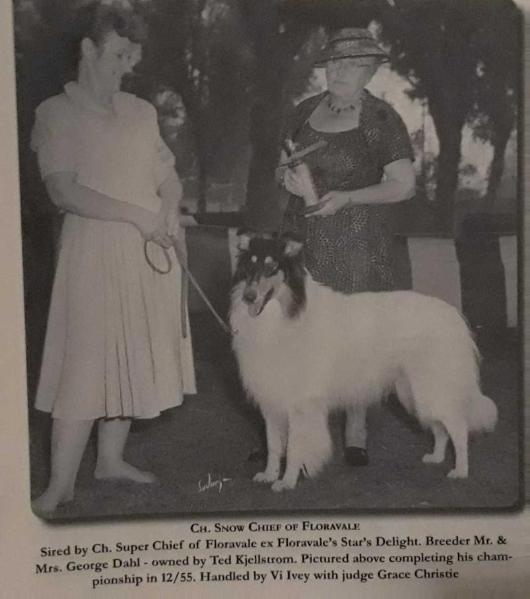 Snow Chief of Floravale | Rough Collie 