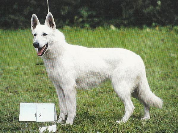 Beata Lucky Elbigi | White Swiss Shepherd Dog 