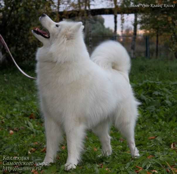 Beloe Chudo Klayk | Samoyed 