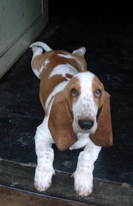 SANKALPA'S LEONIN | Basset Hound 