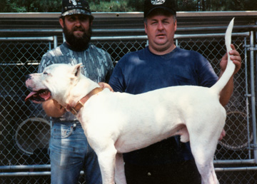 Oliver's OutLaw | Olde English Bulldogge 